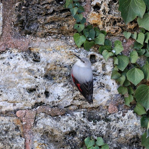 MauerläuferAuf RikenMons Nature-Guide