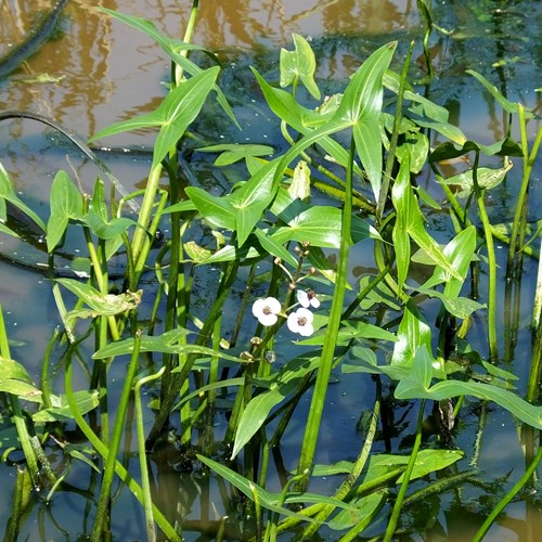 Sagittaria sagittifolia [L.]En la Guía-Naturaleza de RikenMon