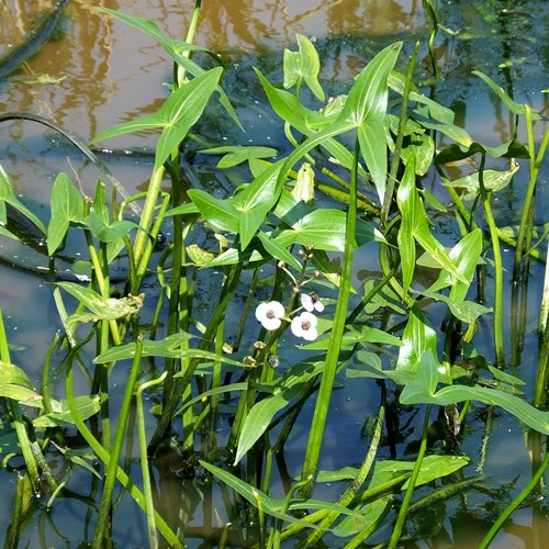 Pijlkruidop RikenMon's Natuurgids