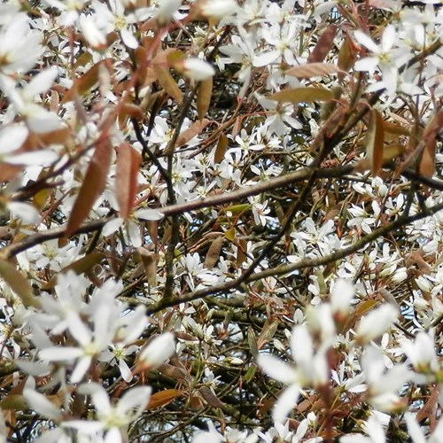 Amelanchier lamarckii [L.]En la Guía-Naturaleza de RikenMon