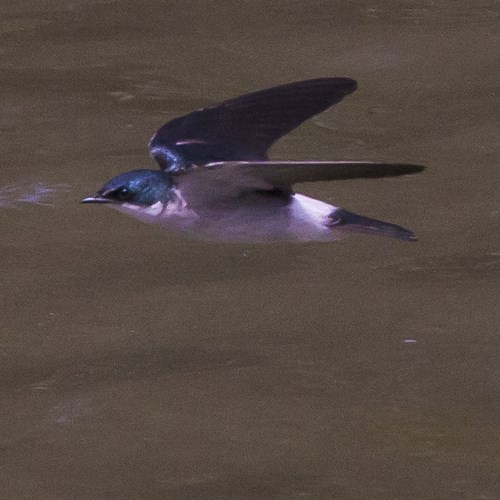 Golondrina de manglarEn la Guía-Naturaleza de RikenMon