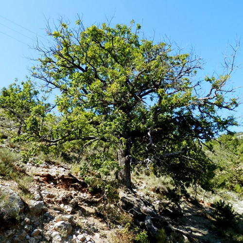 Evergreen oakon RikenMon's Nature-Guide