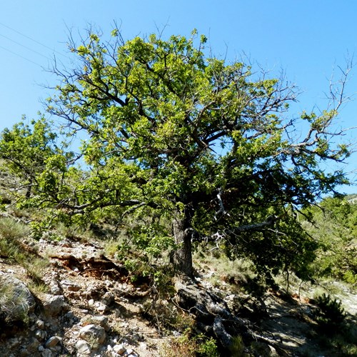 EncinaEn la Guía-Naturaleza de RikenMon