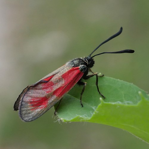 Zygaena loti [L.]在RikenMon的自然指南