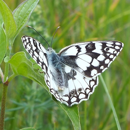 Melanargia galathea [L.]Em Nature-Guide de RikenMon