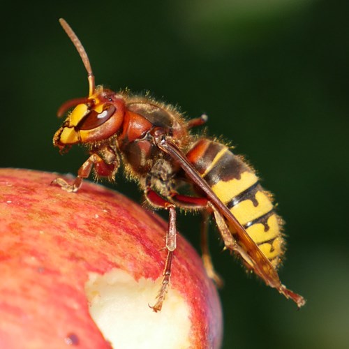 Vespa crabro [L.]Em Nature-Guide de RikenMon