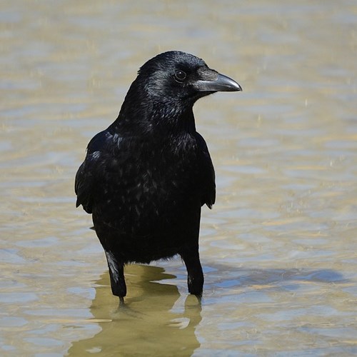 Zwarte kraaiop RikenMon's Natuurgids