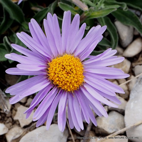 Aster alpinus [L.]En la Guía-Naturaleza de RikenMon