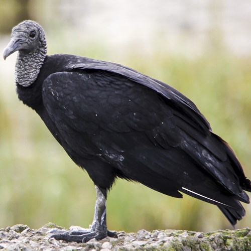 Urubù dalla testa nerasu guida naturalistica di RikenMon