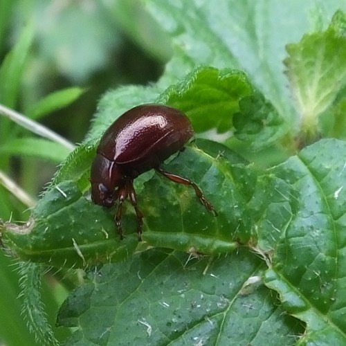 Bruinrood goudhaantjeop RikenMon's Natuurgids