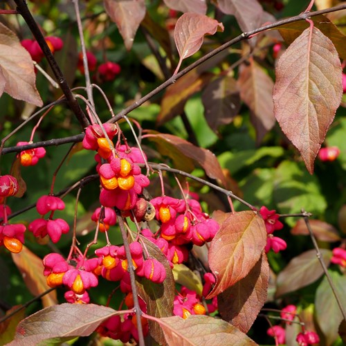 Euonymus europaeus [L.]Em Nature-Guide de RikenMon