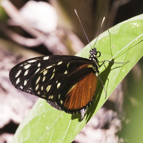 Heliconius hecale [L.]на Nature-Guide RikenMon в