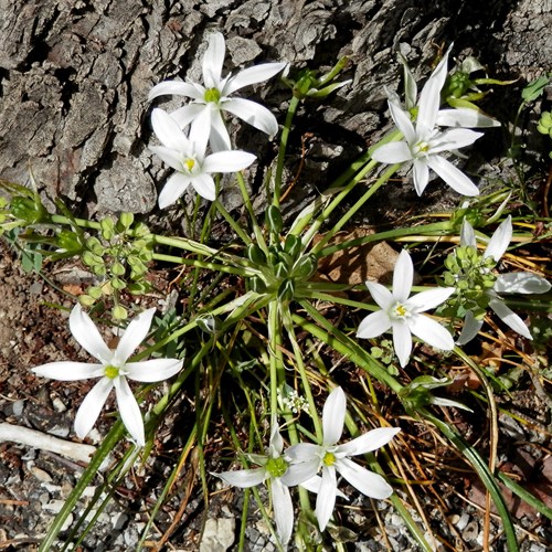 Ornithogalum umbellatum [L.]su guida naturalistica di RikenMon