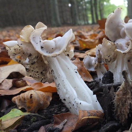 Witte kluifzwamop RikenMon's Natuurgids