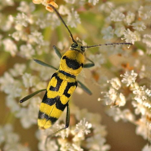 Chlorophorus varius [L.]En la Guía-Naturaleza de RikenMon