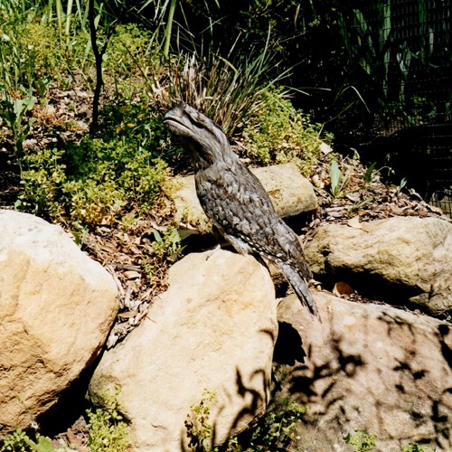 Gemarmerde uilnachtzwaluwop RikenMon's Natuurgids