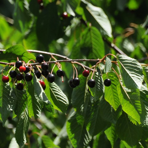 Zoete kersop RikenMon's Natuurgids