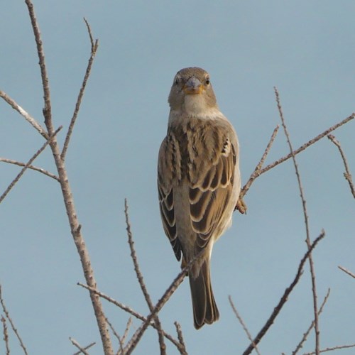 Huismusop RikenMon's Natuurgids