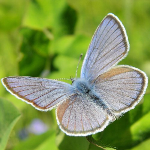 Polyommatus semiargus [L.]En la Guía-Naturaleza de RikenMon