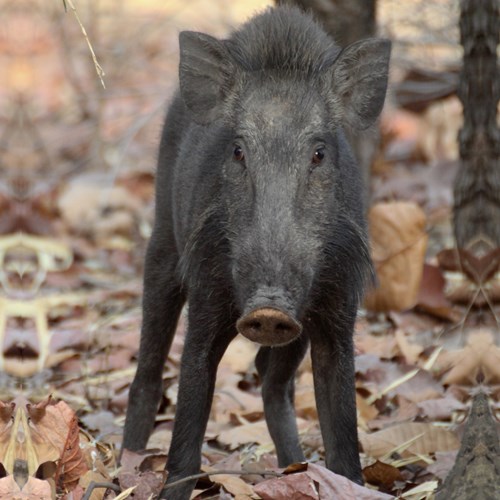 WildschweinAuf RikenMons Nature-Guide