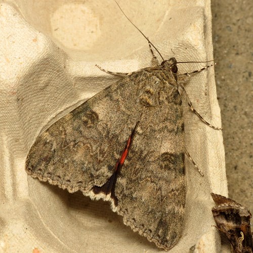 Catocala nupta [L.]在RikenMon的自然指南