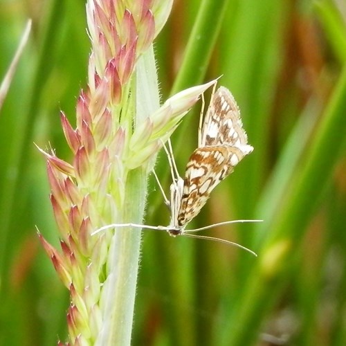 Elophila nymphaeata [L.]En la Guía-Naturaleza de RikenMon