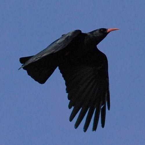 Red-billed choughon RikenMon's Nature-Guide