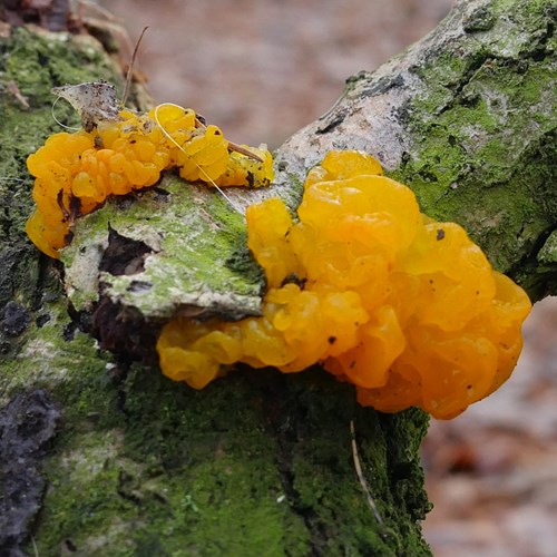 Tremella mesenterica [L.]En la Guía-Naturaleza de RikenMon