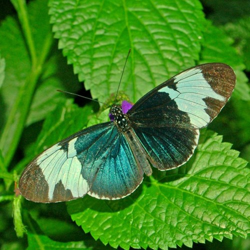 Heliconius cydno [L.]op RikenMon's Natuurgids