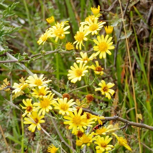 Senecione serpeggiantesu guida naturalistica di RikenMon