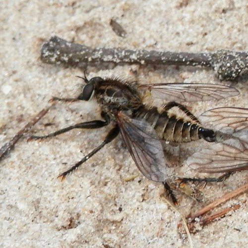 Dysmachus trigonus [L.]Auf RikenMons Nature-Guide