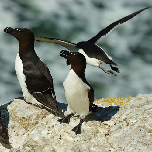 Petit PingouinSur le Nature-Guide de RikenMon