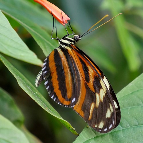 Heliconius ismenius [L.]Em Nature-Guide de RikenMon