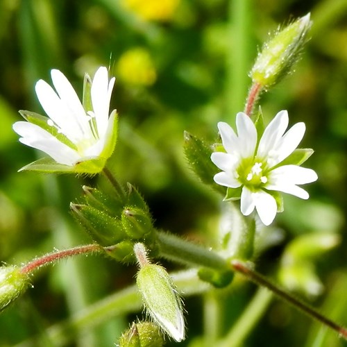 Centocchio comunesu guida naturalistica di RikenMon