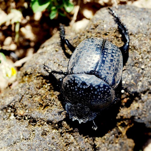 Scarabaeus cicatricosus [L.]su guida naturalistica di RikenMon