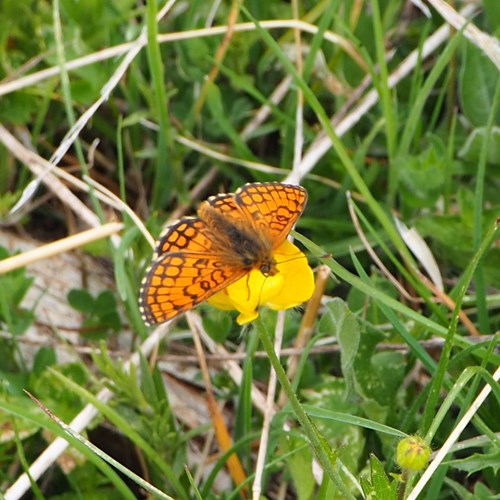 Mélitée de la gentianeSur le Nature-Guide de RikenMon