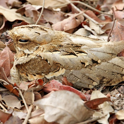 Chotacabras EuropeoEn la Guía-Naturaleza de RikenMon