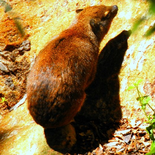 Kaapse klipdasop RikenMon's Natuurgids