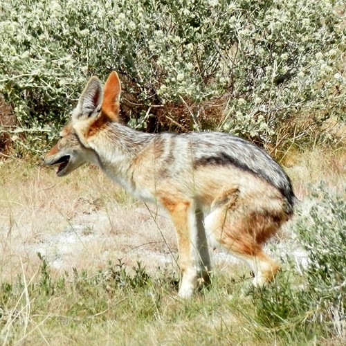 Sciacallo dalla gualdrappasu guida naturalistica di RikenMon