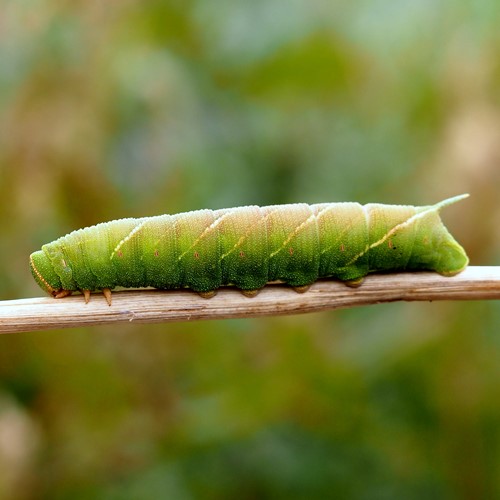 Marumba quercus pallidaEn la Guía-Naturaleza de RikenMon