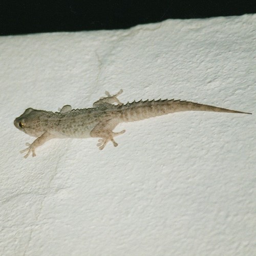Hemidactylus turcicussu guida naturalistica di RikenMon