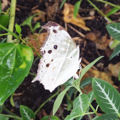 Protogoniomorpha parhassus [L.]Sur le Nature-Guide de RikenMon