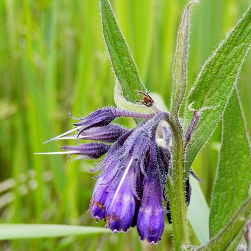 Symphytum officinale [L.]En la Guía-Naturaleza de RikenMon