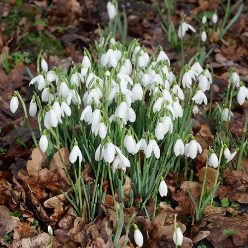 Sneeuwklokjeop RikenMon's Natuurgids