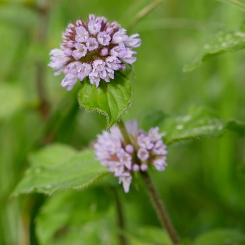 Mentha aquatica [L.]su guida naturalistica di RikenMon