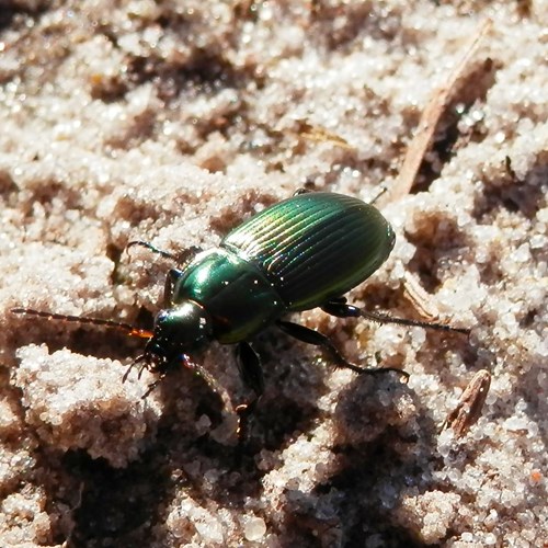 Poecilus cupreus [L.]在RikenMon的自然指南