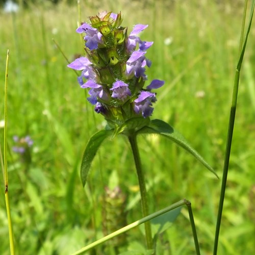 Brunella su guida naturalistica di RikenMon