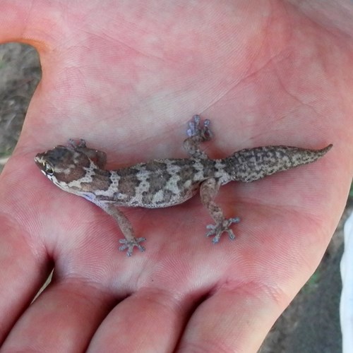 Pachydactylus formosus [L.]на Nature-Guide RikenMon в