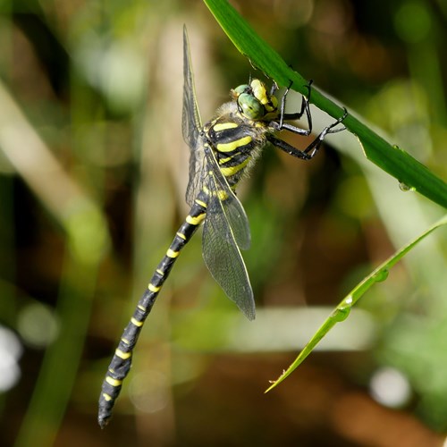 Cordulegaster boltonii [L.]在RikenMon的自然指南