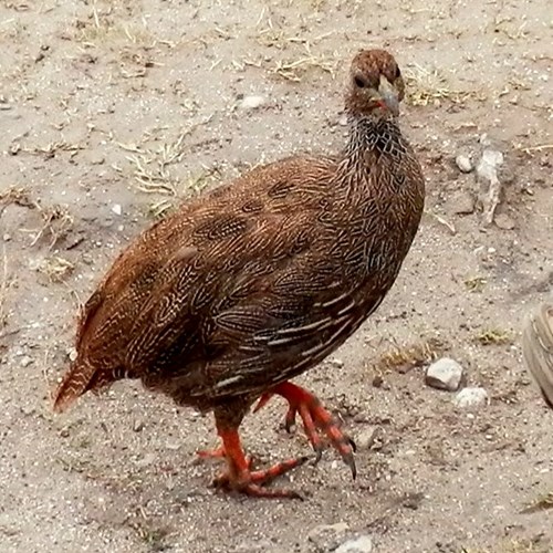 Cape spurfowlon RikenMon's Nature-Guide